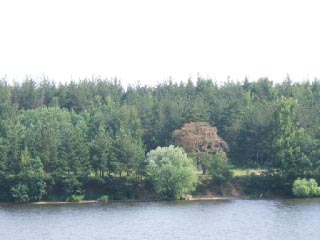 Разноцветные деревья на берегу (фото из круиза на Соловки на теплоходе "Белинский")