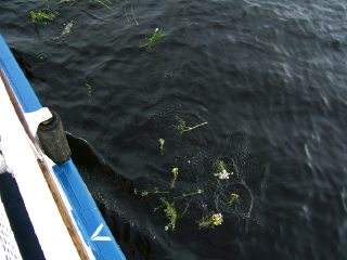 Цветы, брошенные в воды Волго-Балта в память о жертвах (фото)