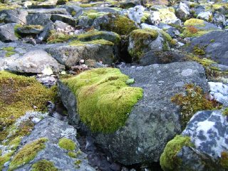 Из таких камней состоит "ближний" берег реки (Карелия, Надвоицы) (фото)