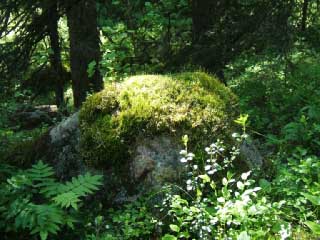 Соловки. Мшистый камень в лесу у Секирной горы (фото)